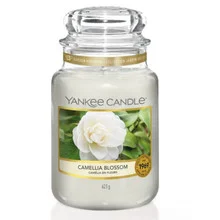 Camellia blossom